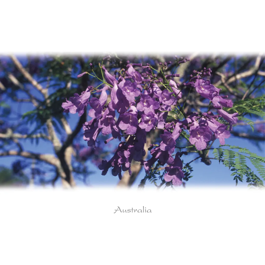 Jacaranda